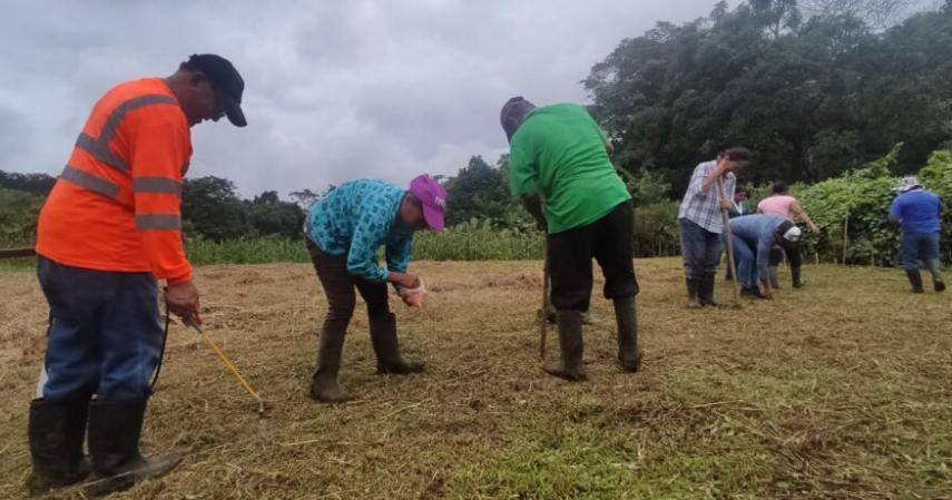 Siembran maíz resistente a la sequía