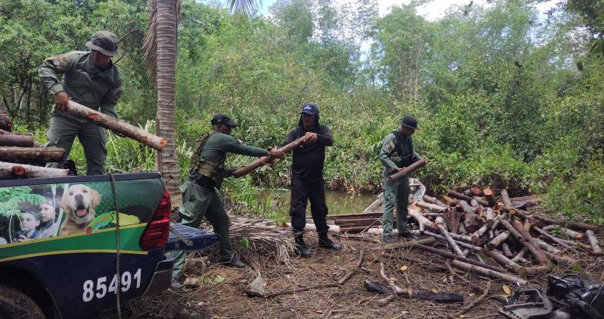 Autoridades detienen a dos hombres talando mangle en área protegida de Chame