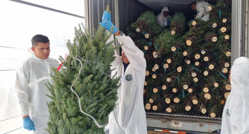 MIDA: Se espera entre 70 a 80 contenedores con arbolitos navideños