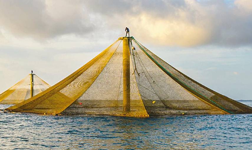 Finca submarina más grande del mundo está en Panamá