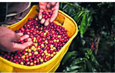 Café panameño se posiciona en el mercado asiático