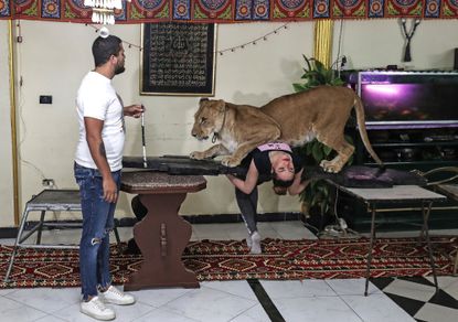 Los domadores de leones ofrecen espectáculos desde el salón de su casa en  El Cairo