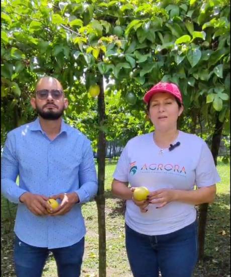 $!Impulsan producción de maracuyá orgánica en Panamá Oeste