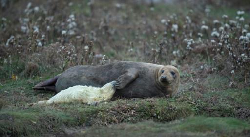 Zorros y focas, dos animales que se han hecho un hueco en el paisaje de Londres