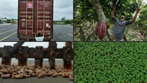 El cacao cotiza como oro en Ecuador y atrae al crimen organizado