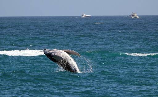 Las ballenas grises encogen a ritmo acelerado a medida que avanza el cambio climático