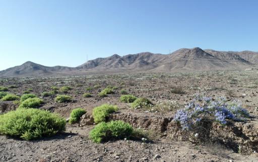 Inusuales lluvias hacen florecer el árido desierto de Atacama en Chile