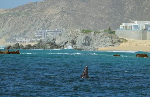 Las ballenas grises encogen a ritmo acelerado a medida que avanza el cambio climático