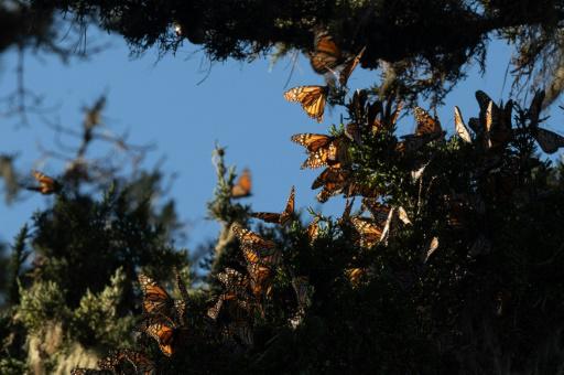 EEUU se moviliza para salvar a la mariposa monarca de la extinción