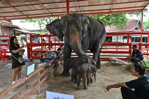 La elefanta Jamjuree junto a sus dos gemelos recién nacidos en la ciudad tailandesa de Ayutthaya, el 10 de junio de 2024