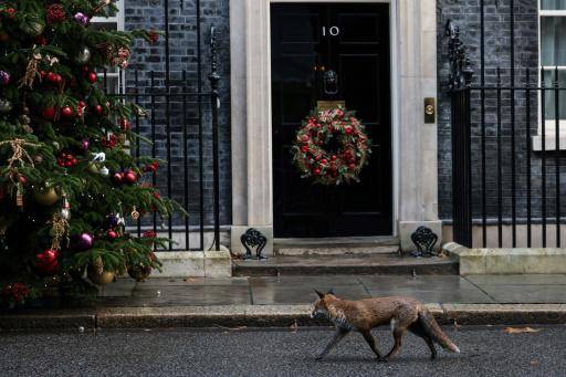 AFP | Un zorro pasa frente a la puerta de la residencia oficial del primer ministro británico, en el número 10 de Downing Street, en el centro de Londres, el 12 de diciembre de 2023.