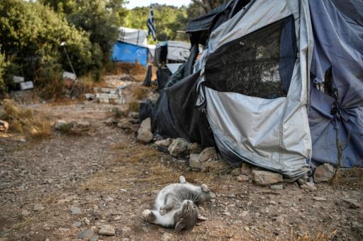 Un gato juega en un campamento abandonado del antiguo centro de Recepción e Identificación de migrantes de Vathy, en la isla griega de Samos, el 19 de septiembre de 2021