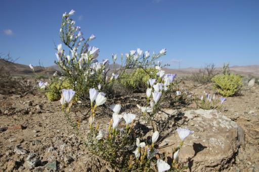 Inusuales lluvias hacen florecer el árido desierto de Atacama en Chile