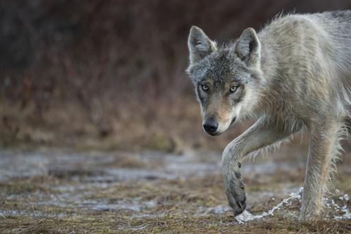 Un lobo gris fotografiado en un bosque cerca de la frontera rusa, en Hukkajarvi, este de Finlandia, el 16 de mayo de 2022
