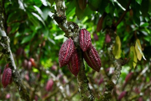 El cacao cotiza como oro en Ecuador y atrae al crimen organizado