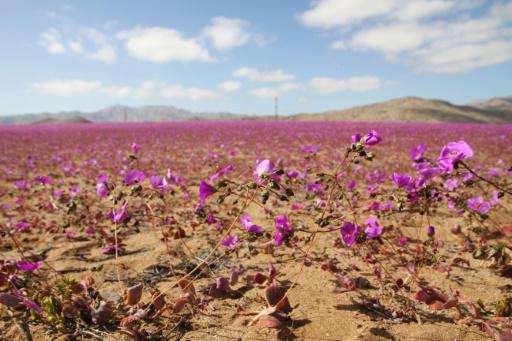 Inusuales lluvias hacen florecer el árido desierto de Atacama en Chile