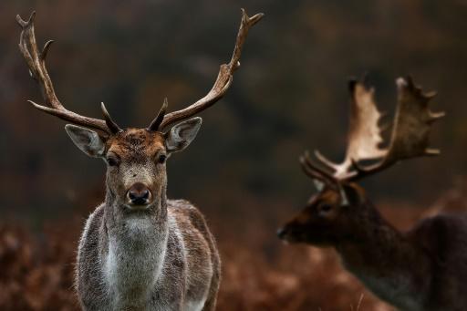 Zorros y focas, dos animales que se han hecho un hueco en el paisaje de Londres