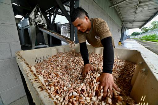 El cacao cotiza como oro en Ecuador y atrae al crimen organizado