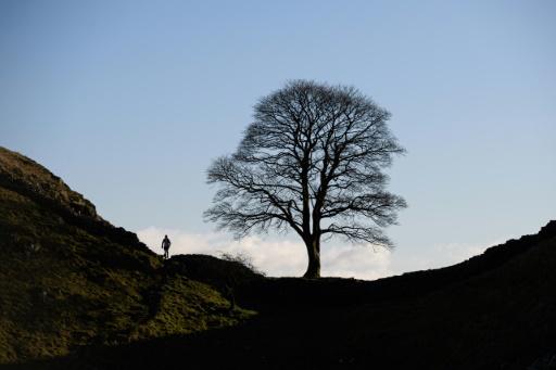 Acusado de tumbar un árbol famoso en Reino Unido se declara no culpable