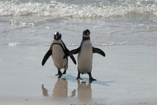 Pingüinos del Cabo en la playa de Boulders, en Simon's Town, el 1 de noviembre de 2024