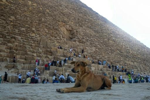 Los perros callejeros se convierten en una sensación en las pirámides de Egipto