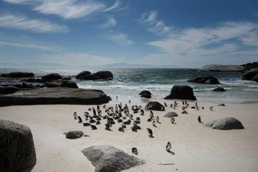 Los pingüinos de Ciudad del Cabo necesitan paz y comida