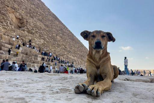 Un perro callejero sentado frente a la Gran Pirámide de Keops en Guiza, en las afueras de El Cairo, el 14 de noviembre de 2024