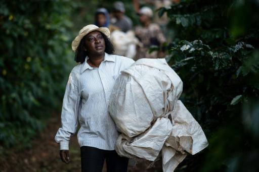 Productores negros de café, en busca de una reparación histórica en Brasil