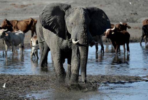 Botsuana amenaza con enviar 20.000 elefantes a Alemania