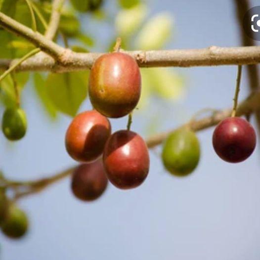 Frutas deliciosas de la época seca