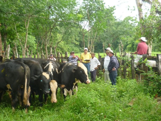 Chiriquí, impulsada por el sector agroindustrial y agropecuario