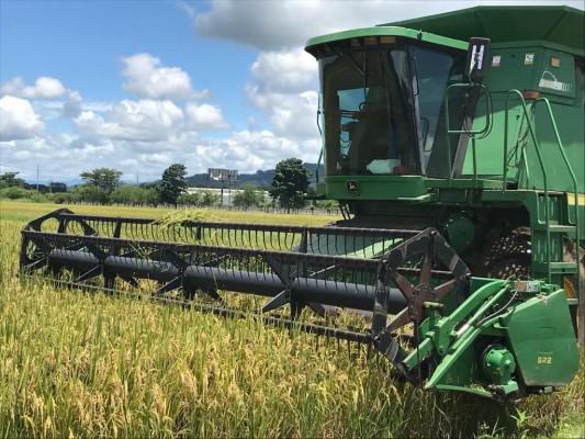 ML | Maquinaria en campo de arroz en medio de la jornada laboral.