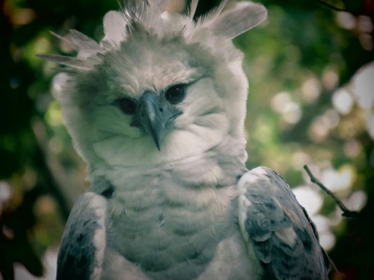 Nació un pichón de águila harpía