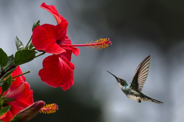 Las colibríes hembras se disfrazan de machos para competir por el néctar