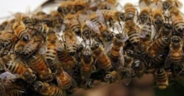 Aumento de casos con picaduras de abejas africanas preocupa a las autoridades