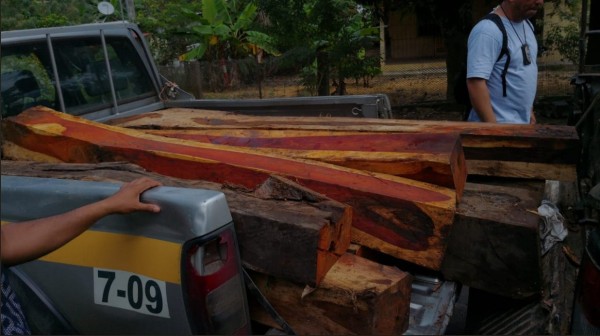 Decomisan gran cantidad de cocobolo, una madera prohibida en Panamá