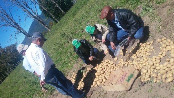 El Mida garantiza que no habrá desabastecimiento de semillas