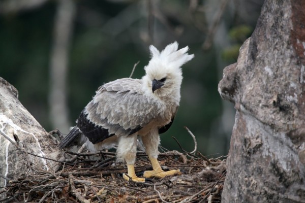 Panamá posee la población más grande de Águilas Harpías de Centroamérica