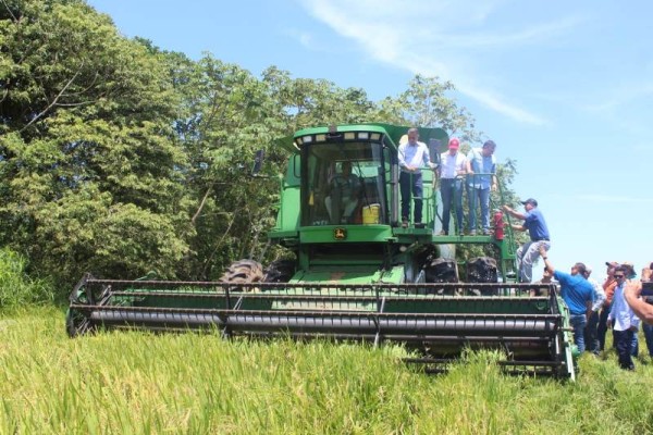 MIDA asegura que no habrá importación de arroz