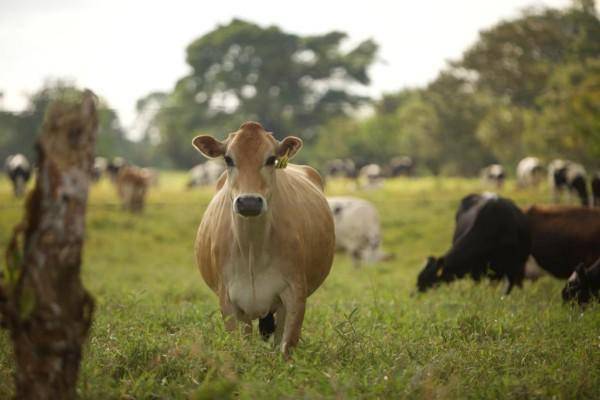 Ganaderos estiman que la producción de leche podría disminuir 15%