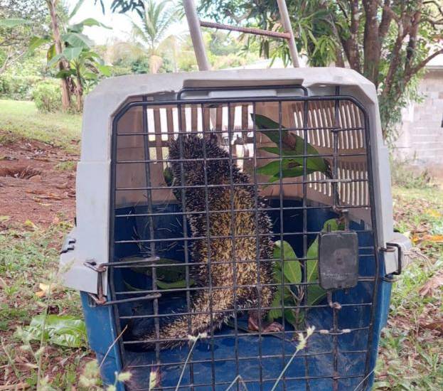 Rescatan a mono aullador y a un puerco espín en Barú