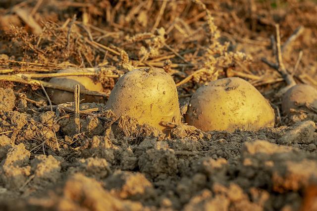 Producción de papa se mantiene estable; Chiriquí lidera el cultivo de este rubro