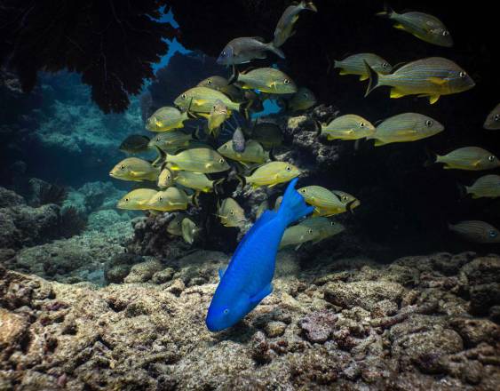 ML | Parte de la fauna marina que hay en Panamá.