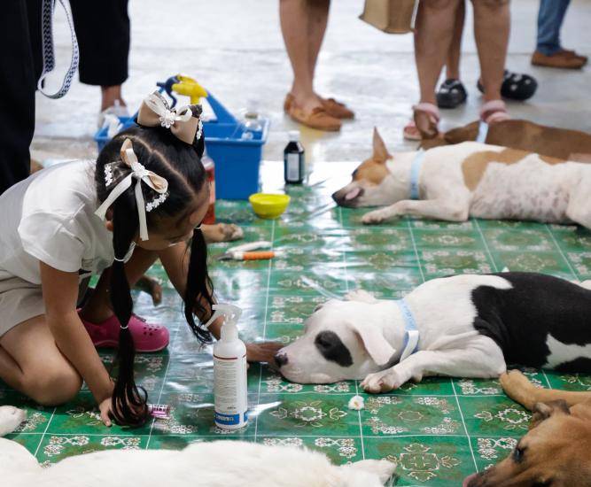 ml | Animales esterilizados.