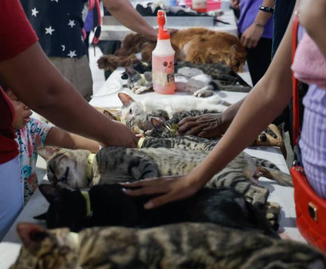 Continúa jornada de esterilización para felinos y caninos en Panamá