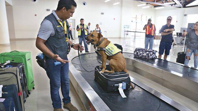 ML | Unidad canina laborando.