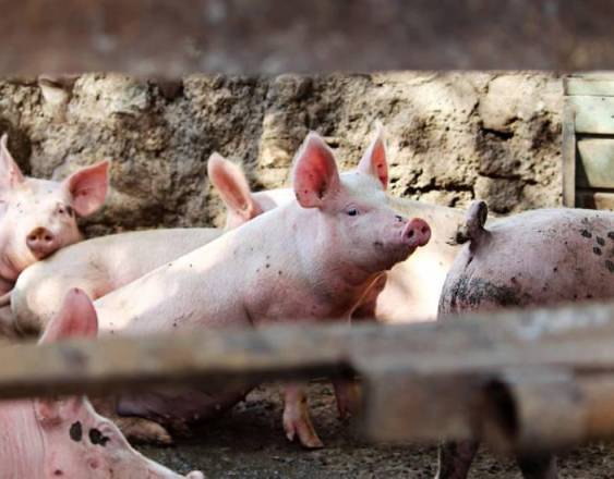 Distribuidores de Víveres: Hay desabastecimiento de carne de cerdo.