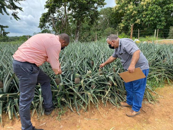 Panamá recibe aprobación para exportar piña fresca a Nueva Zelanda