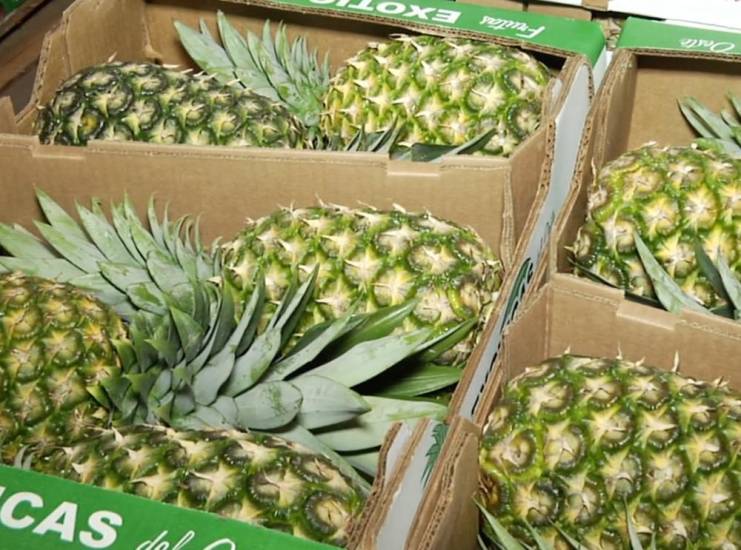 Panamá recibe aprobación para exportar piña fresca a Nueva Zelanda