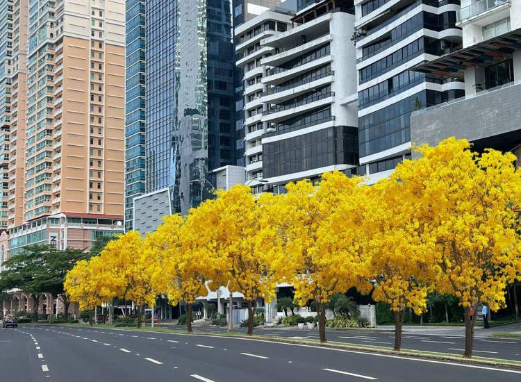 ML | Así se verá la avenida Balboa cuando los árboles de guayacanes florezcan. El alcalde Mayer Mizrachi y su equipo directivo se tomó el área en un operativo de siembra de plantones el pasado 11 de julio.